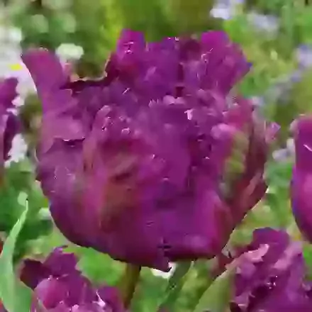 Parrot Tulips